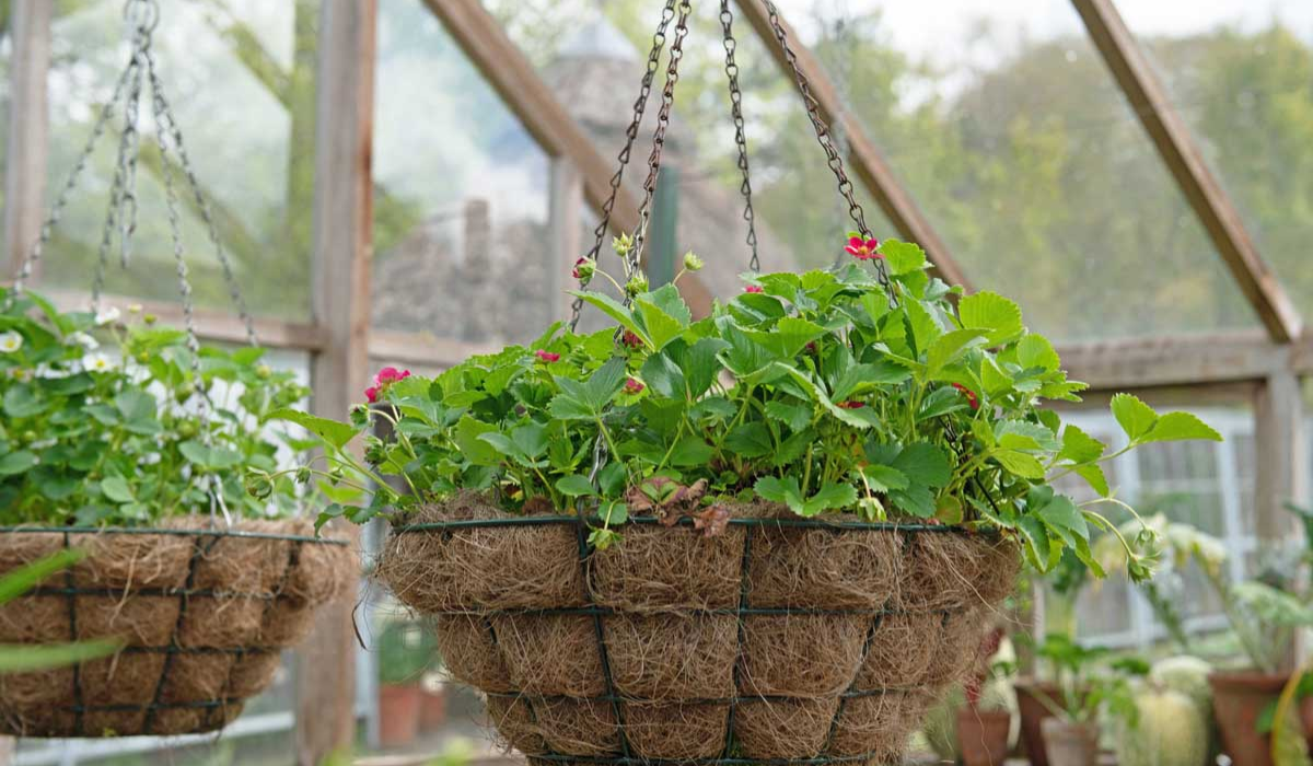 Coir Products for Home Decor