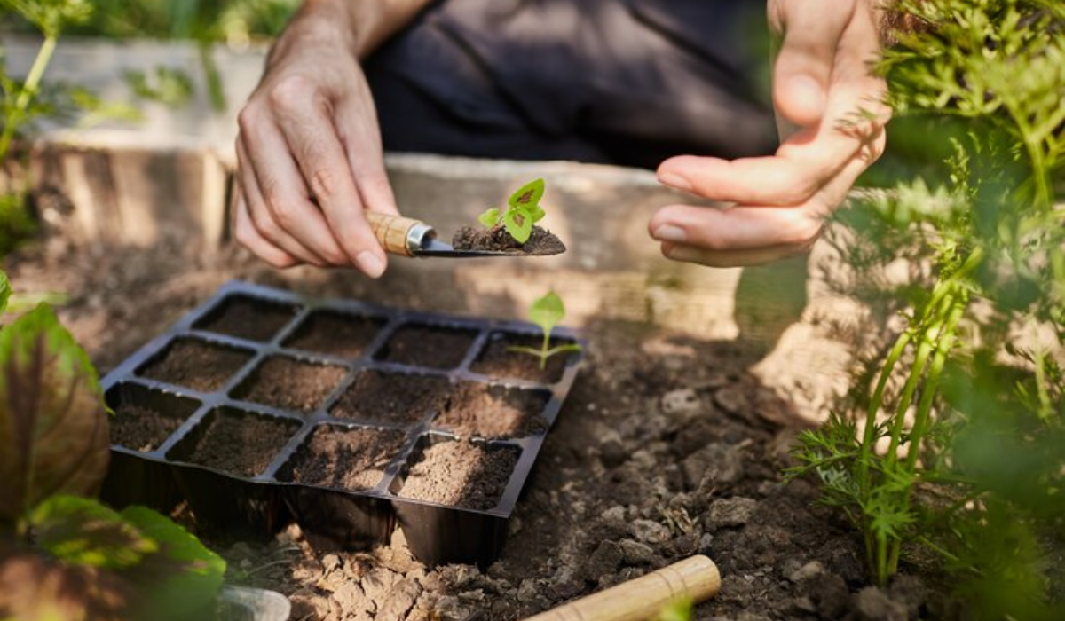 Coco Peat for Gardening