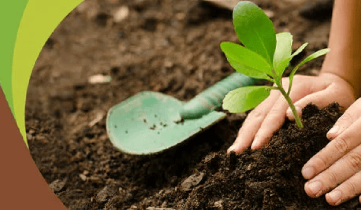 Coco Peat for Gardening