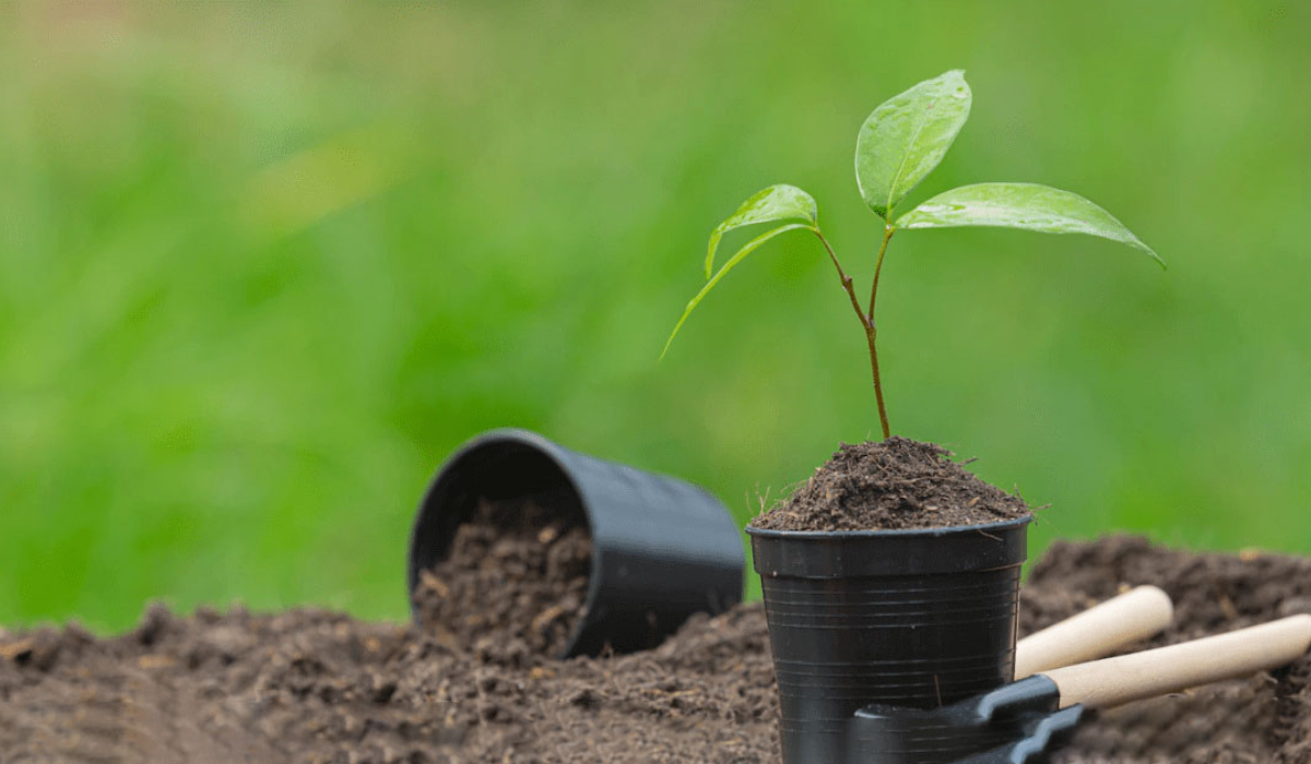 Coco Peat for Gardening