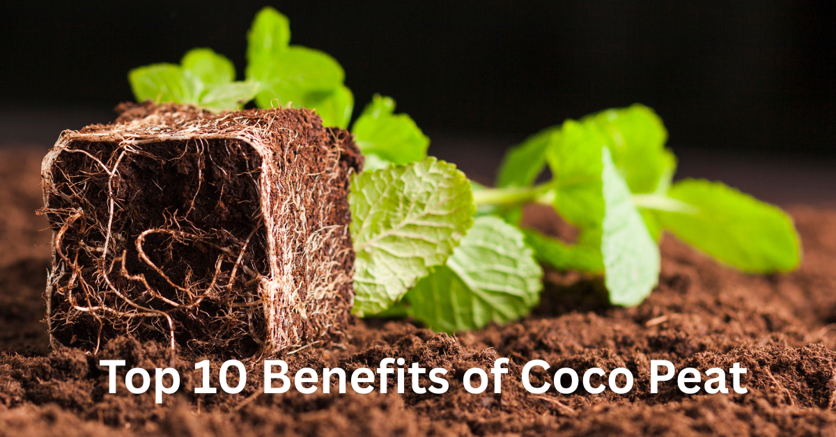 Top 10 benefits of coco peat
                                        