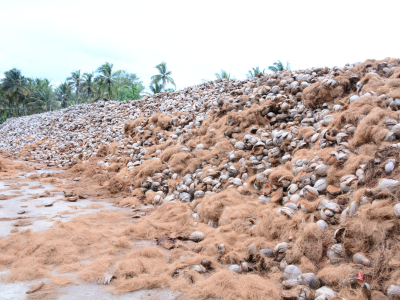 Collection of Coconut Husks